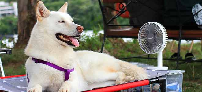 Dog sitting by a fan
